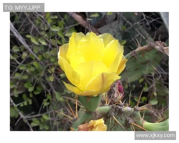 海南足球星崛起:年轻球员带领海南足球走向新辉煌的未来展望 海南足球星崛起:年轻球员带领海南足球走向新辉煌的未来展望